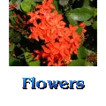 Flower pictures